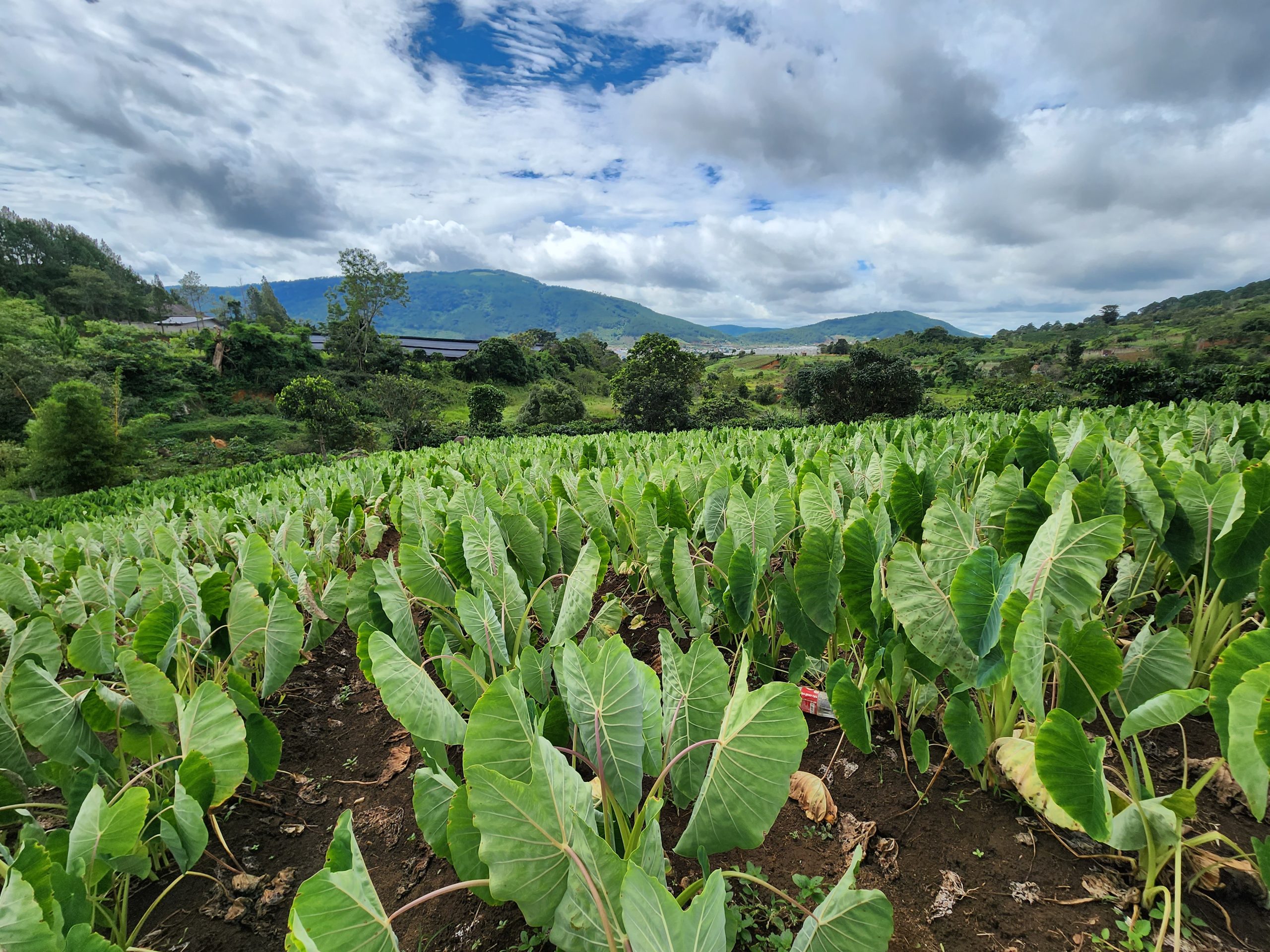 Vegetable farms