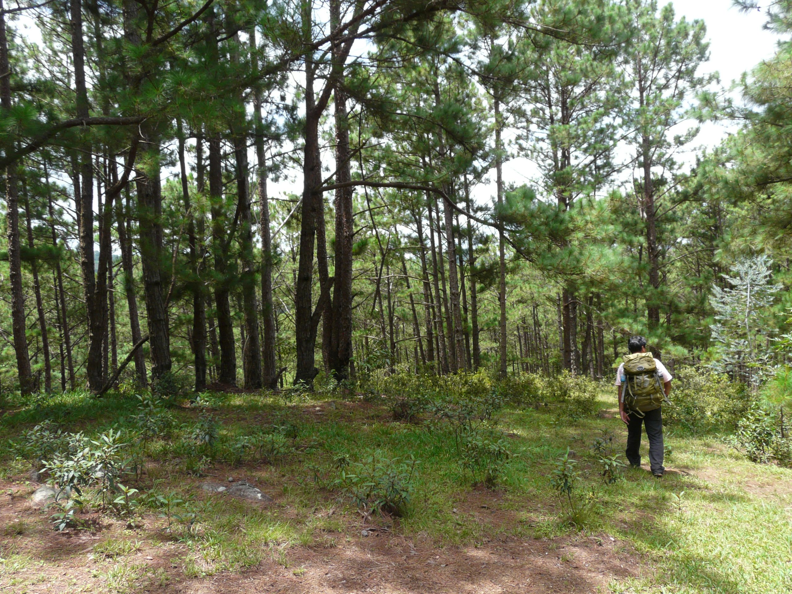 Pine forest of LangBiang